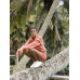 Шорты ROXY Locals Only Fusion Coral Шорты ROXY Locals Only Fusion Coral